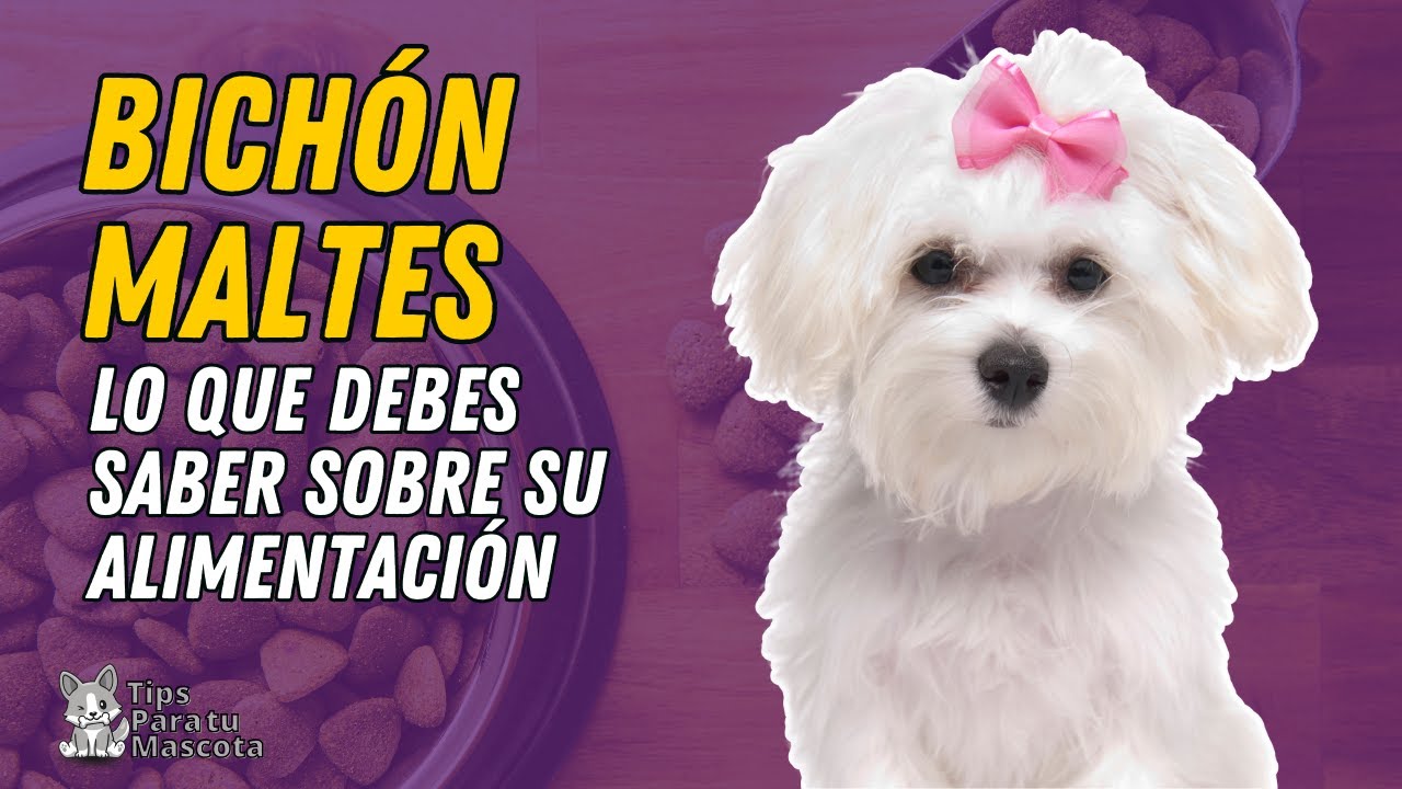 🐾🐶 ALIMENTACIÓN DEL BICHÓN MALTES