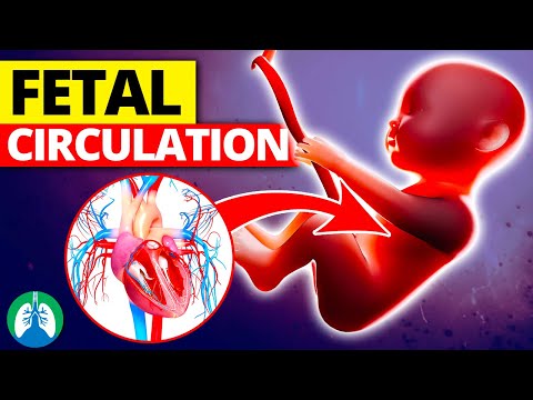 Fetal Circulation *Quick Explainer Video*