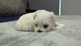 Video preview image #5 Maltese Puppy For Sale in OCALA, FL, USA