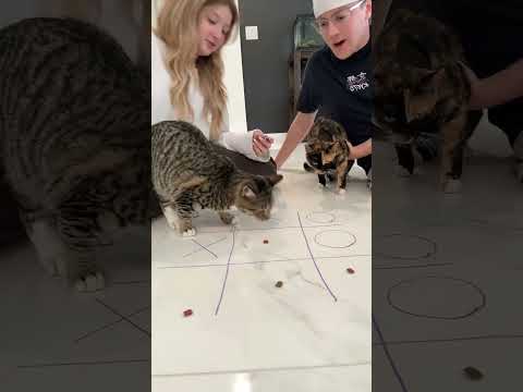 WHO WILL WIN? #fyp #cam2r #catsof #cat #challenge
