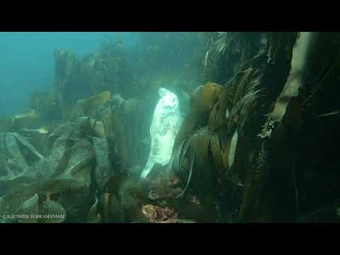 Seal Sleeping Underwater thumbnail