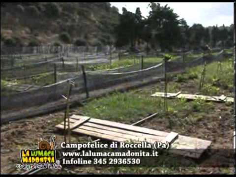 Crema da pigmentazione snait me Il pigmentary nota a gravidanza e dopo la consegna