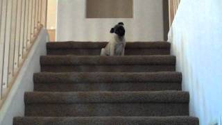 Pug Puppy Hates Walking down Stairs