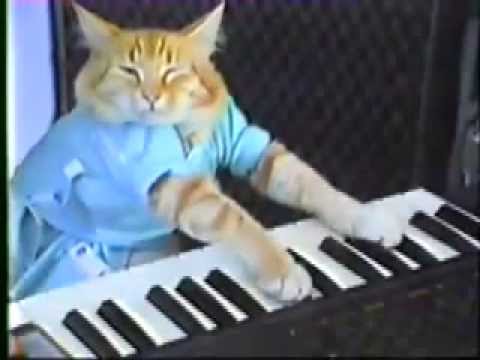 Charlie Schmidt Keyboard Cat!   THE ORIGINAL!