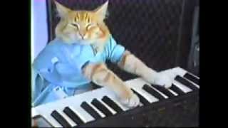 Charlie Schmidt Keyboard Cat!   THE ORIGINAL!