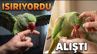 Yabani İskender Papağanını Eğittim - Takipçimizin Alexander Papağanını Eğitiyoru