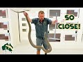 CRAZIEST Snake Myths Busted! | Venom Diaries