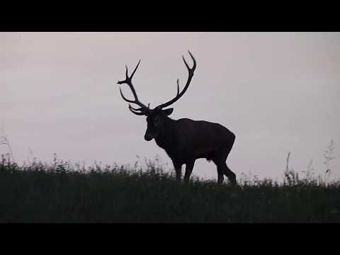 Hirsch 001 - Jagd Ungarn