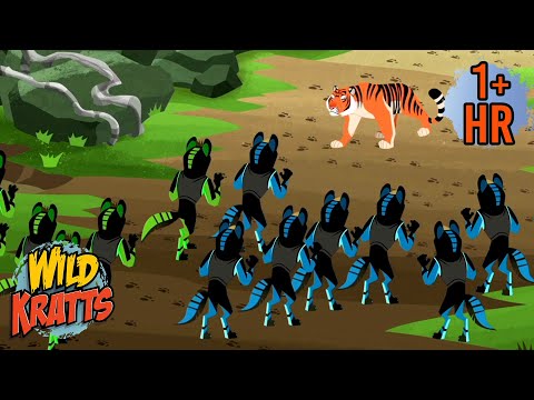 Duplicated Dholes Take on a Tiger | Creature Rescues | Wild Kratts