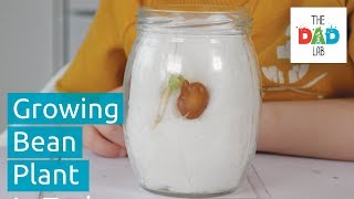 How To Grow A Bean Plant In A Jar? | Fun Kids Science Experiment