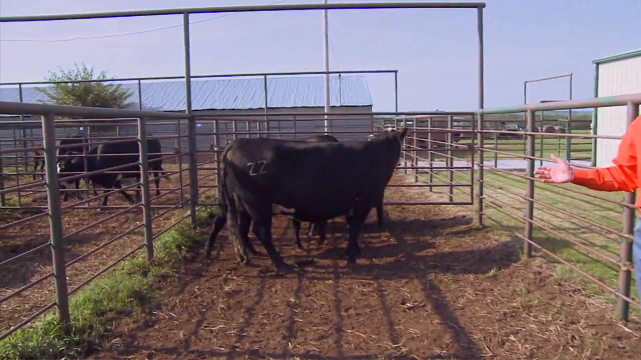 Choosing Cows to Cull from Your Herd