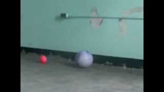trans allegheny lunatic asylum LILLY's MOVES THE BALL .AVI