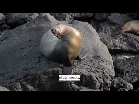 San Cristóbal Boardwalk, Galápagos | Nature, culture, and marine life by the ocean