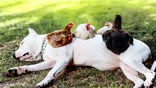 We're getting the squad back together! | Animal BFFF's