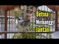 Pancingan PRENJAK BETINA Memanggil PRENJAK JANTAN Suara Jernih Cocok Juga Buat Masteran