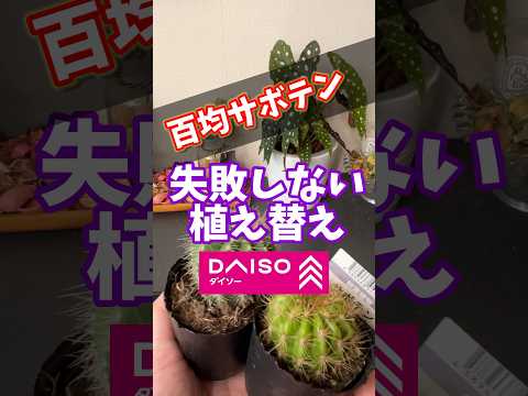 屋外のサボテン園を段階的に作るにはどうすればよいですか？そして、鍋に1つ？  庭園