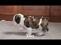 English Bulldog dogs for sale: Lucy - Video 1