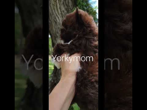 CHOCOLATE EXTREME GIRL