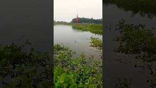 Download lagu Mancing Ikan Nila Dengan Umpan Cacing Tanah‼️ #stsmancing #mancing #mancingikannilaumpancacing mp3