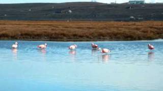 Who doesn't like Flamingos?