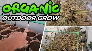 OUTDOOR ORGANIC GROW STARTS & Flipping 64 LIGHT TO FLOWER!!!