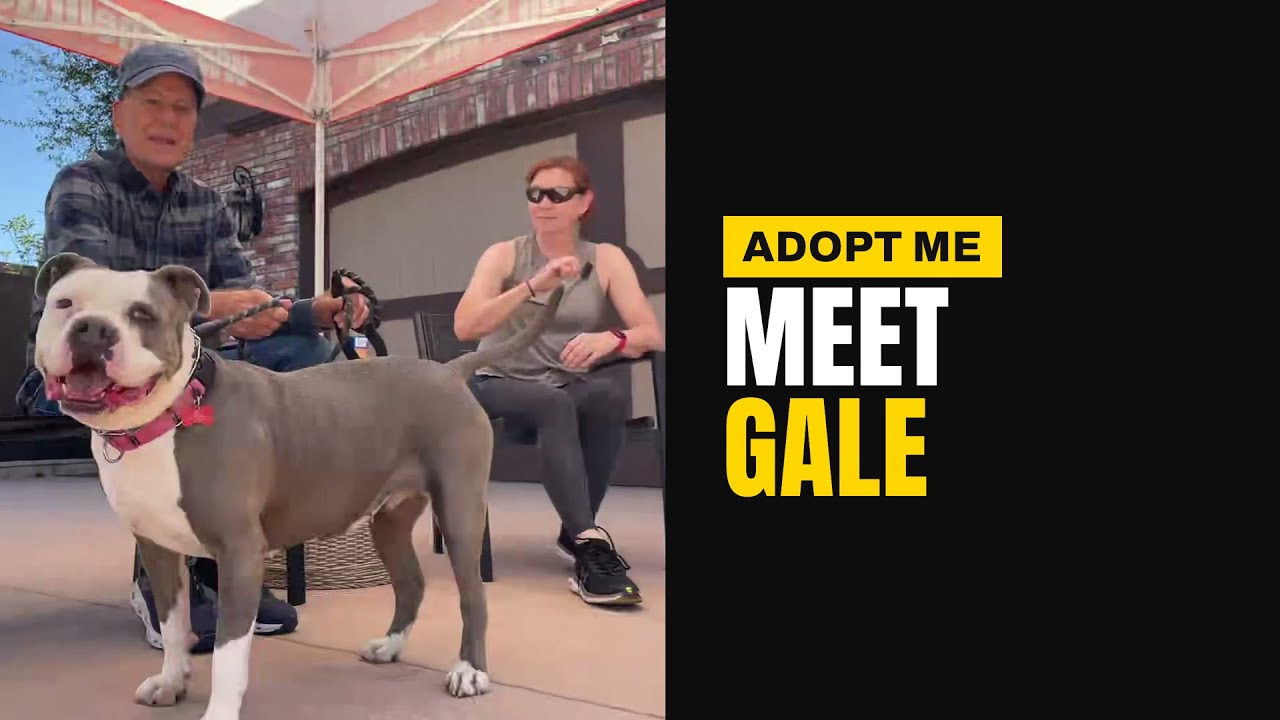 Gale - Adopt Me!, a Adoptable mixed breed in Lake Forest, CA video 6/6