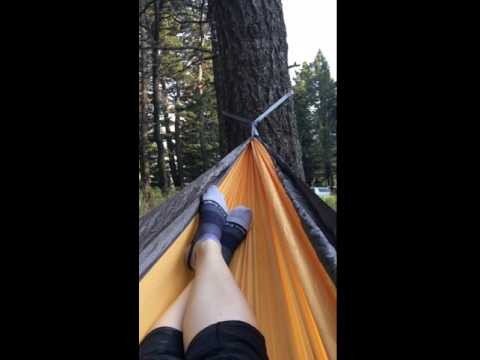 Great trees for hammocks!