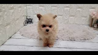 ハーフ犬の動画01