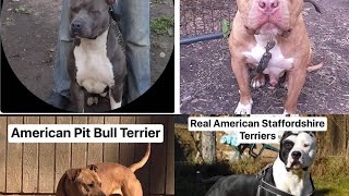 THE MASTER OF ALL BULLDOGS SAID EVERYTHING ISN’T PIT BULL = AMERICAN PIT BULL TERRIER.