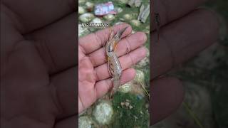 Download lagu cara pasang umpan udang mati untuk mancing dasaran #mancing #umpanjitu #udang #umpan #fishing mp3 Download lagu cara pasang umpan udang mati untuk mancing dasaran #mancing #umpanjitu #udang #umpan #fishing mp3