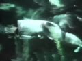 Classic Sesame Street Creepy Fish Film