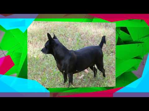 Happy Birthday Chi Chi