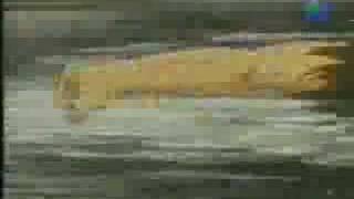 Los Caballeros del Zodiaco - Intro Español