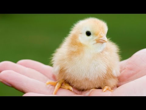 Kükenaufzucht ohne Hähnchen-Schreddern