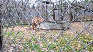 preview picture of video 'Exotic Feline Rescue Center - Tony and Oti'