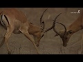 Safari Diaries: Impala Fight