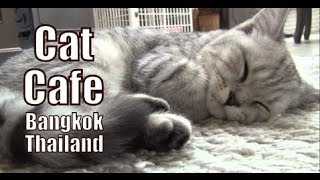 CAT CAFE IN BANGKOK | Playing with cats at the Purr Cat Cafe Club