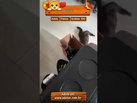 Vídeo de Nescau
