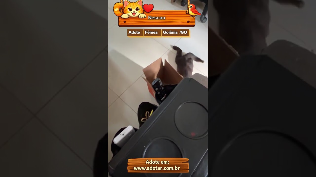 Gato raça SRD-ViraLata idade 2 a 6 meses nome Nescau