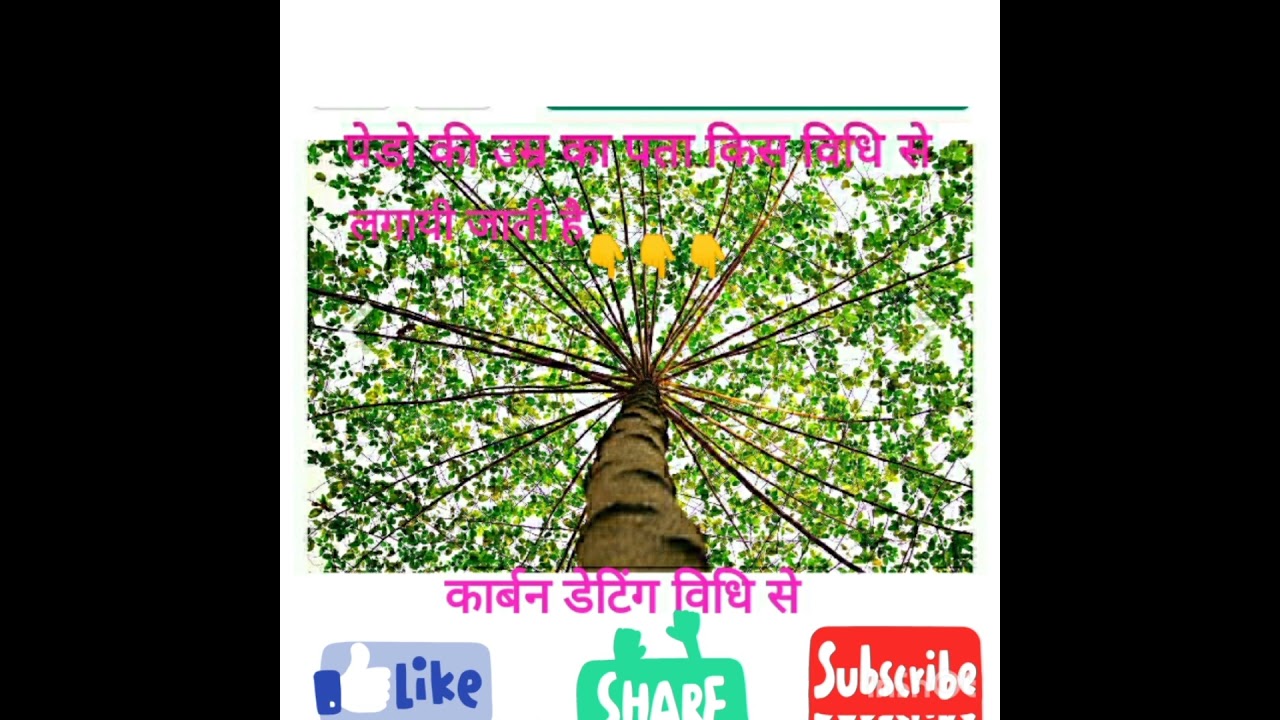 calculate age of tree##🌴🌴🌴🌴🌴