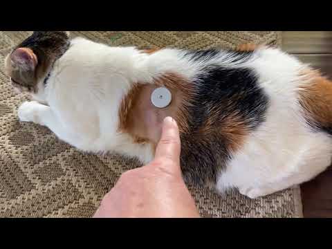 YouTube video about: How to remove libre sensor from cat?