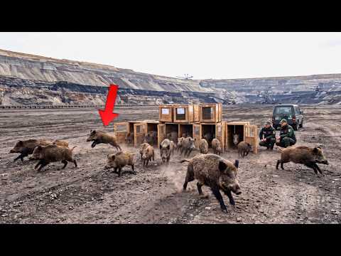 Germany Let 8 Wild Boar Into a Dead Coal Mine — What They Did With Roots and Mud Was Unbelievable