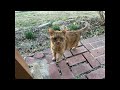My Pretty Little Kitty [“For Boxer” by Kimya Dawson]