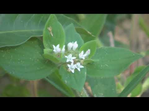 Un paseo por la isla Aves y plantas Cayastá Santa Fe Argentina 2025