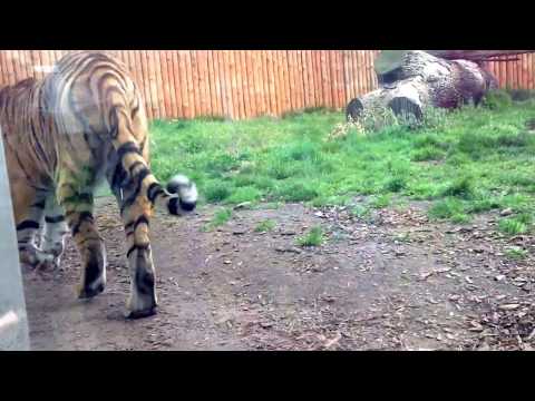 Groźny tygrys w Zoo Wrocław. Angry tiger at Zoo Wrocław.