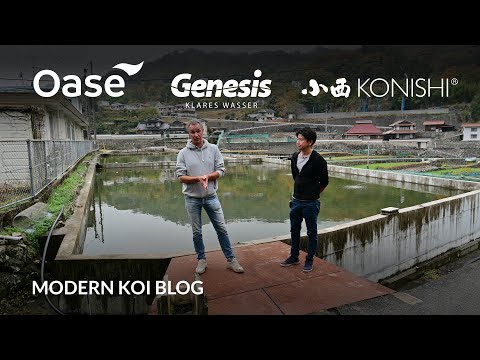 Modern Koi Blog #5672 - Live from Japan: Another tour of Glasshouse C