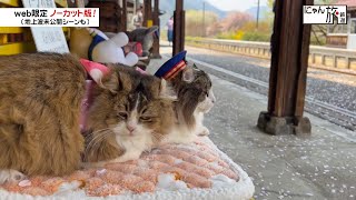 Vol.158「にゃん旅鉄道」一緒だと頑張れるにゃ