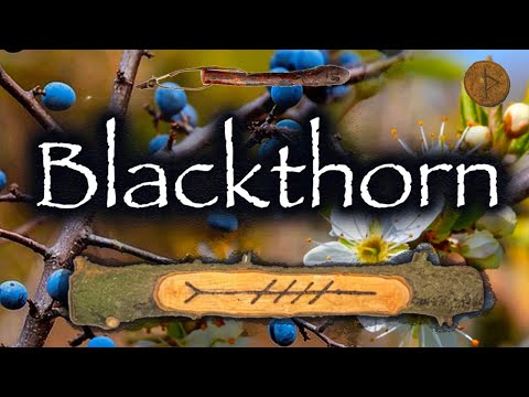 Schlehe. Folklore, Mythologie und Symbolik des Schlehenbaums (Straif | Thurisaz)