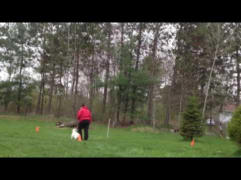 TEAM 5-1 Heeling PASS Tali