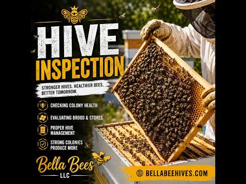 Bella Bees strong colonies and heavy bee activity video thumbnail